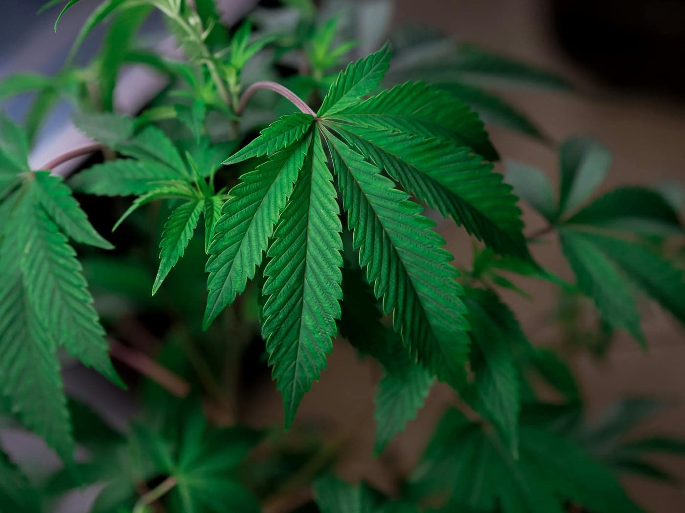 Cannabis