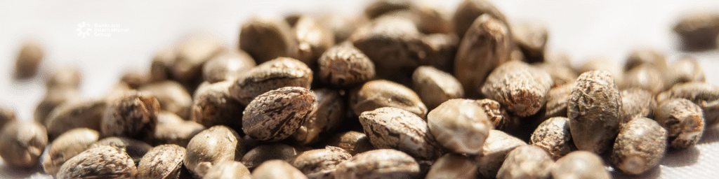 How to Get a Cannabis Seed Merchant Account Without Getting Shut Down